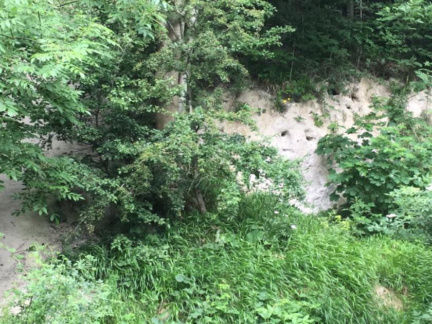 19145922_1598057750204776_914106006415394152_n