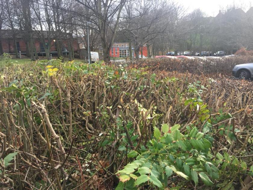 25592083_1808303212513561_706826461773532283_n